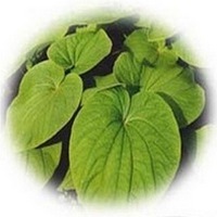 Kava Kava: Piper Methysticum
