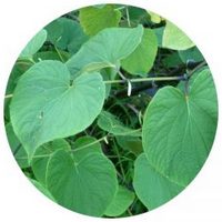 Kava Kava: Piper Methysticum