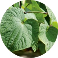 Kava Kava: Piper Methysticum