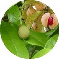 Nuez Moscada - Nutmeg - Muscadier