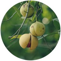 Nuez Moscada - Nutmeg - Muscadier