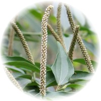 Pimienta Verde - Piper Cubeba