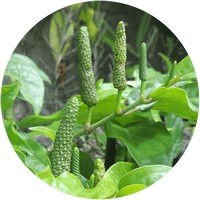 Piper Longum - Pippali