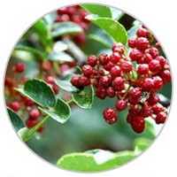 Pimienta de Sichuan - Zanthoxylum Bungeanum