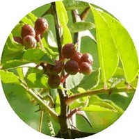 Pimienta de Sichuan - Zanthoxylum Bungeanum