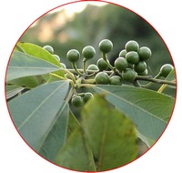 Pimienta de Sichuan - Zanthoxylum Bungeanum