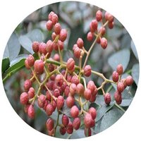 Pimienta de Sichuan - Zanthoxylum Bungeanum