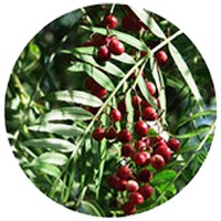 Pimienta de Tasmania