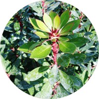 Pimienta de Tasmania