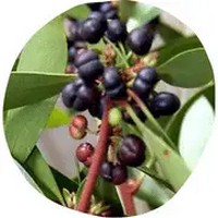 Pimienta de Tasmania