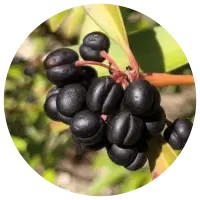 Mountain Pepper - Pimienta de Tasmania