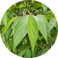 Piper Aduncum - Matico