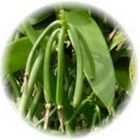 Vanilla Planifolia