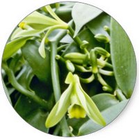 Vanilla Planifolia