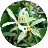 Vanilla Planifolia