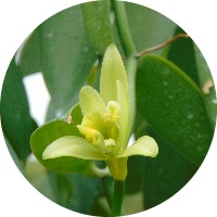 Vanilla Planifolia