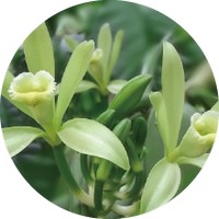Vanilla Planifolia