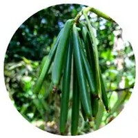 Vanilla Planifolia
