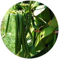 Vanilla Planifolia