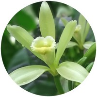 Vanilla Planifolia