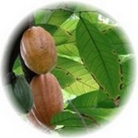 Cacao