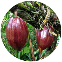 Cacao: Theobroma Cacao
