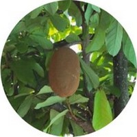 Cacao Blanco: Theobroma Grandiflorum