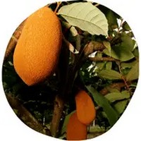 Cupu Assu -  Theobroma Grandiflorum