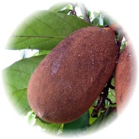 Theobroma Grandiflorum-Cupuaçu