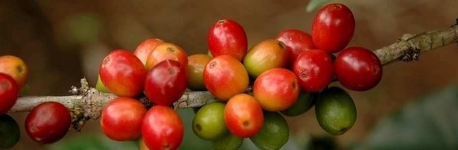 Coffee Beans - Coffea