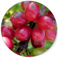 Cafe - Coffee - Cafeto