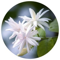 Cafe - Coffee - Cafeto