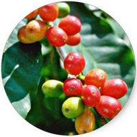 Cafe - Coffee - Cafeto