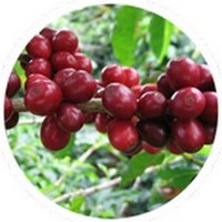 Cafe - Coffee - Cafeto