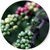 Cafe - Coffee - Cafeto