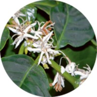 Coffea Arabica