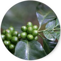 Cafe Verde - Coffee - Cafeto