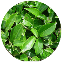 Tea - Camellia Sinensis