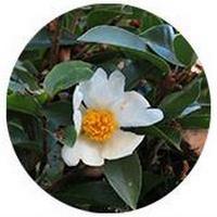 Camellia Sinensis