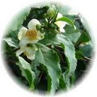 Tea - Camellia Sinensis
