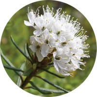 T&eacute del Labrador - Greenland Moss