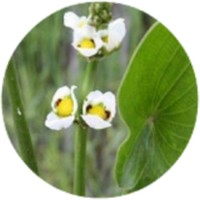 Echinodorus Macrophyllus