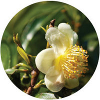 Green Tea - Camellia Sinensis