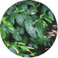 Green Tea - Camellia Sinensis