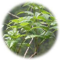 Moyeam Thea: Ampelopsis Grossedentata