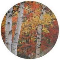 Abedul-Urkia - Birch tree - Bouleau