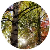 Abedul - Birch - Bouleau - Betula Pendula