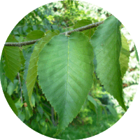 Abedul - Birch - Bouleau - Betula Pendula