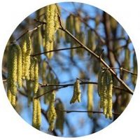 Abedul - Birch - Bouleau - Betula Pendula