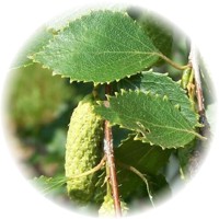 Abedul - Birch - Bouleau - Betula Verrucosa